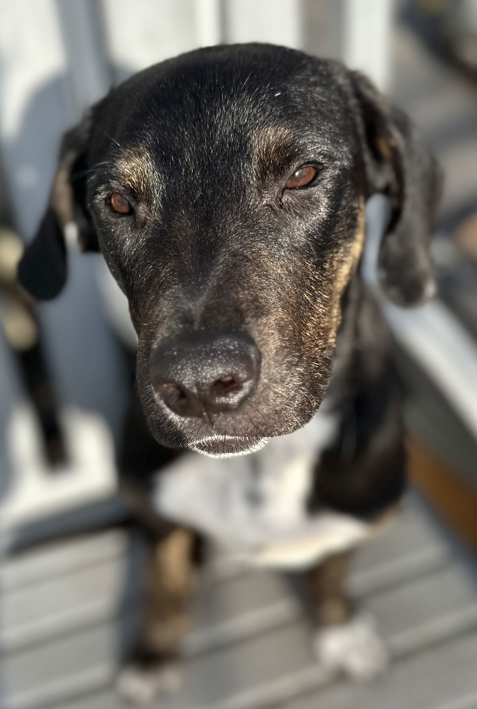 Oscar