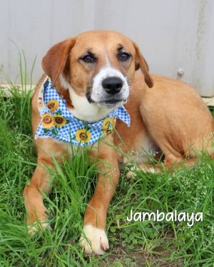 Jambalaya