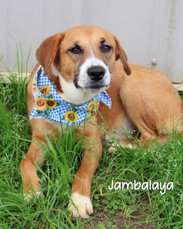 Jambalaya 1