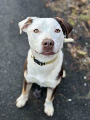 Hunter, Baby Male Labrador Retriever