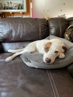 Izzy, an adoptable Cattle Dog in Winter Park, CO, 80482 | Photo Image 2