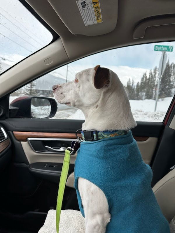 Izzy, an adoptable Cattle Dog in Winter Park, CO, 80482 | Photo Image 3