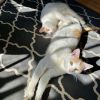 Hoban / Darr (Bonded Pair) photo 3