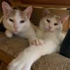 Hoban / Darr (Bonded Pair) photo 4