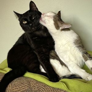 Sushi / Binx (Bonded Pair)