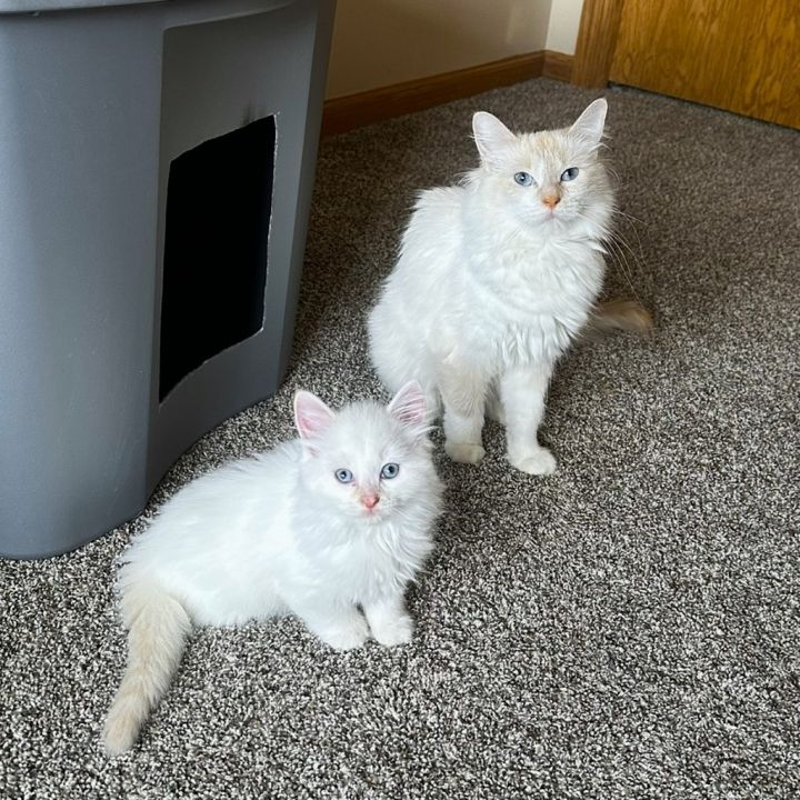 Wendy / Casper (Bonded Pair)- Pending Adoption 2