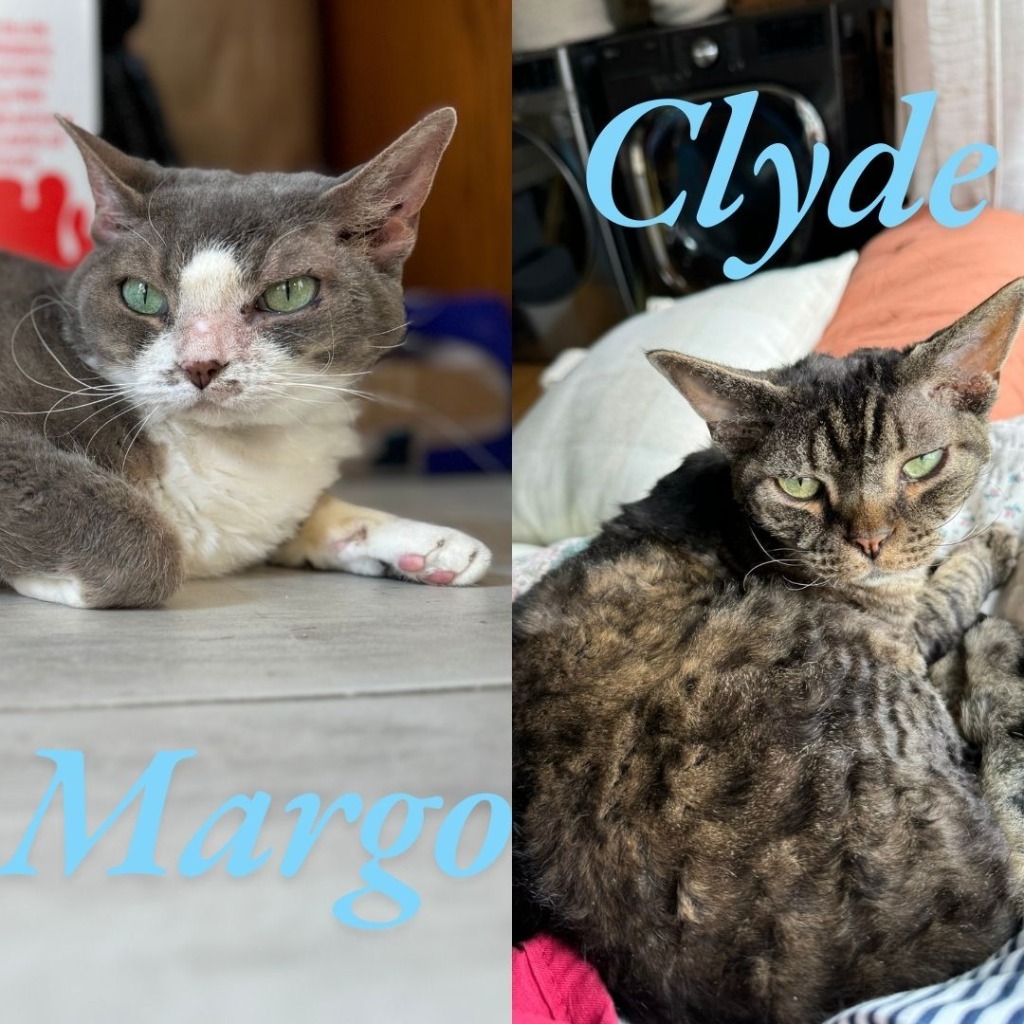 Clyde / Margo (Bonded Pair)