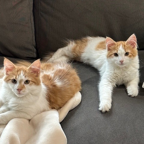 Pierogi - Pending Adoption / Wonton (Bonded Pair) - Pending Adoption