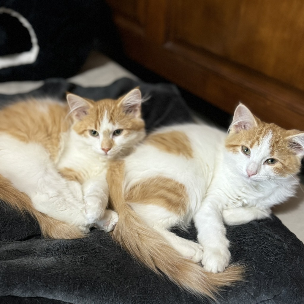 Pierogi - Pending Adoption / Wonton (Bonded Pair) - Pending Adoption