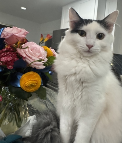 Gigi (polydactyl) 1