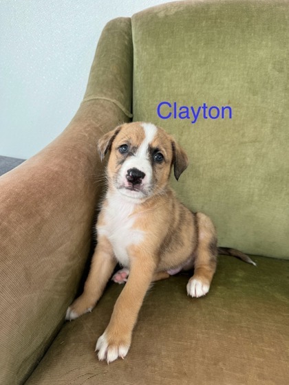 Clayton 2