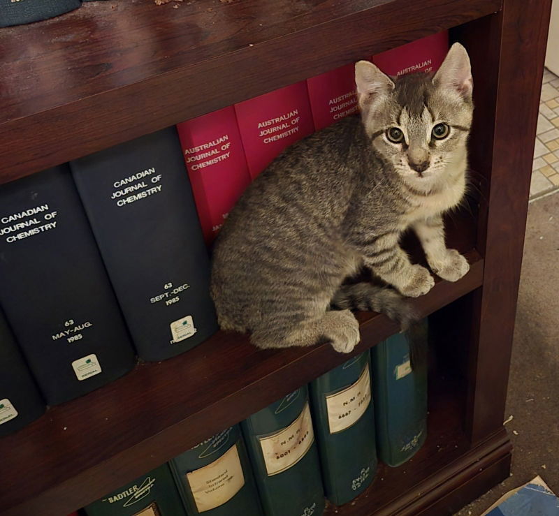 Force, an adoptable Domestic Short Hair, Tabby in Pineville, LA, 71361 | Photo Image 2