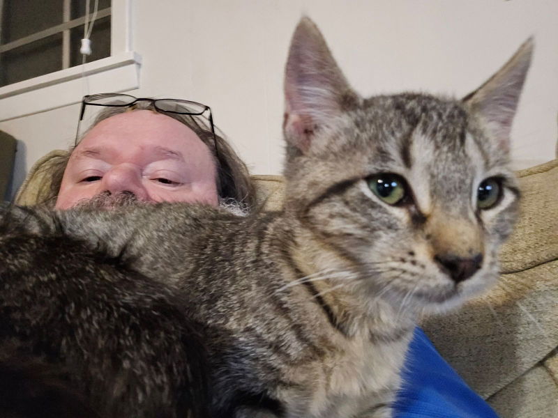 Force, an adoptable Domestic Short Hair, Tabby in Pineville, LA, 71361 | Photo Image 3