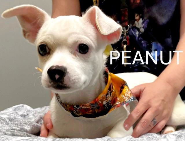 Peanut 1