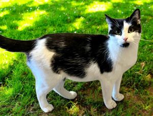NALA, Young Female Domestic Short Hair