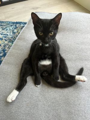 Benevolence (Bene/Ben), Young Male Domestic Short Hair