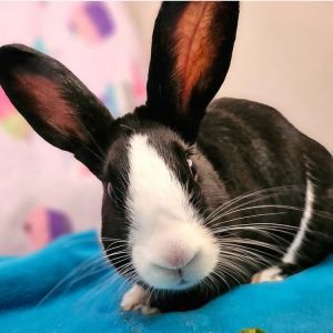 Foster care Im the well-dressed gentleman known as Tuxedo Im a medium sized neutered male Dutc