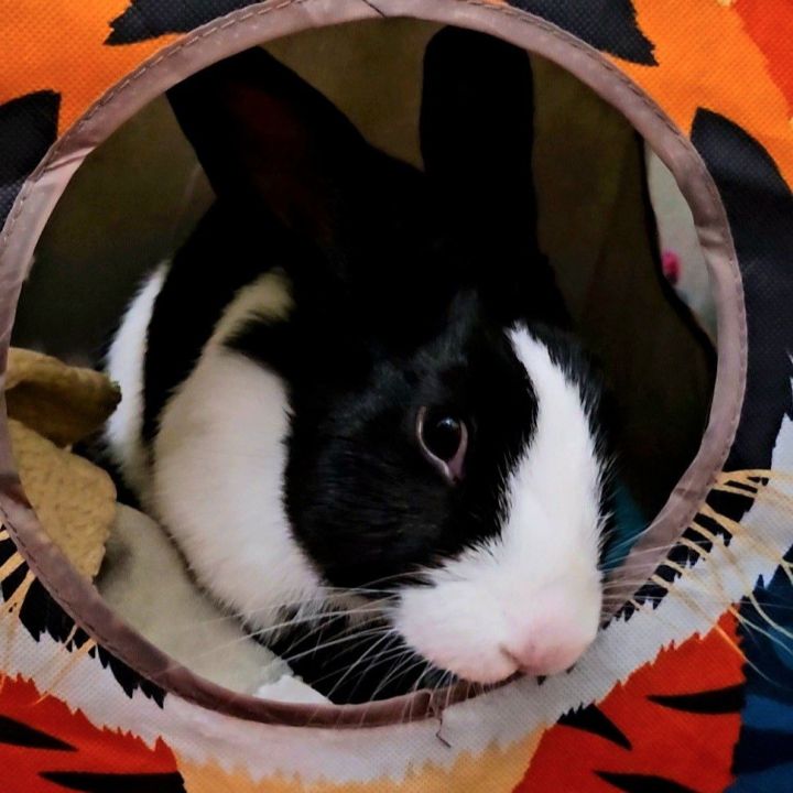 Tuxedo 2