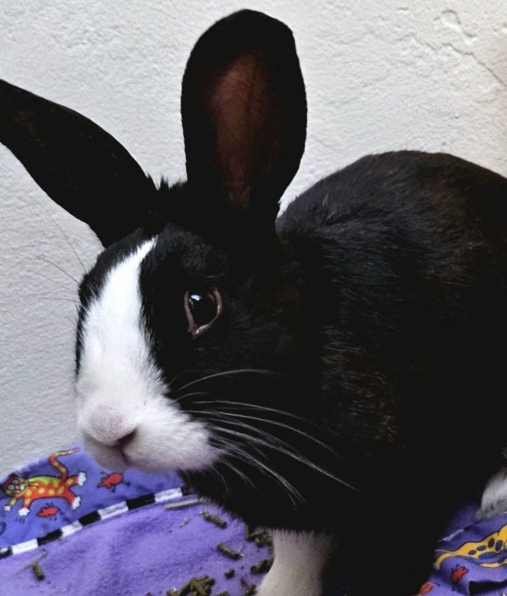 Tuxedo 3