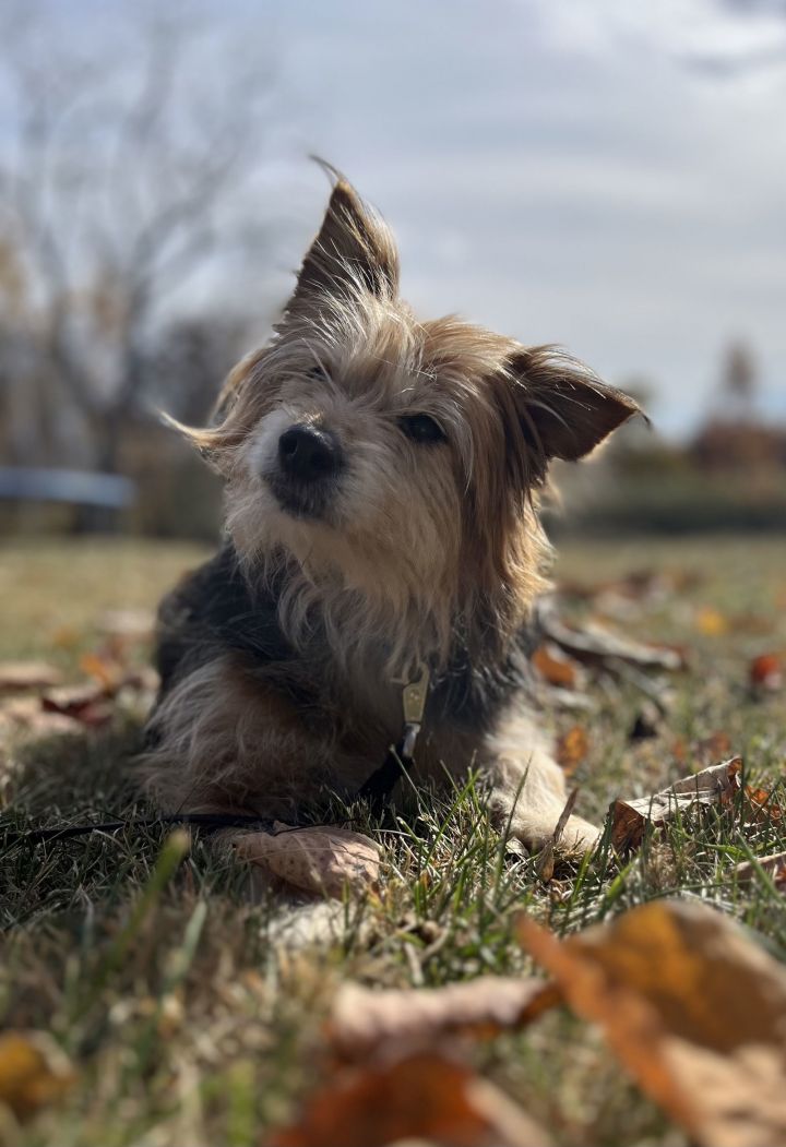 Muffin 3