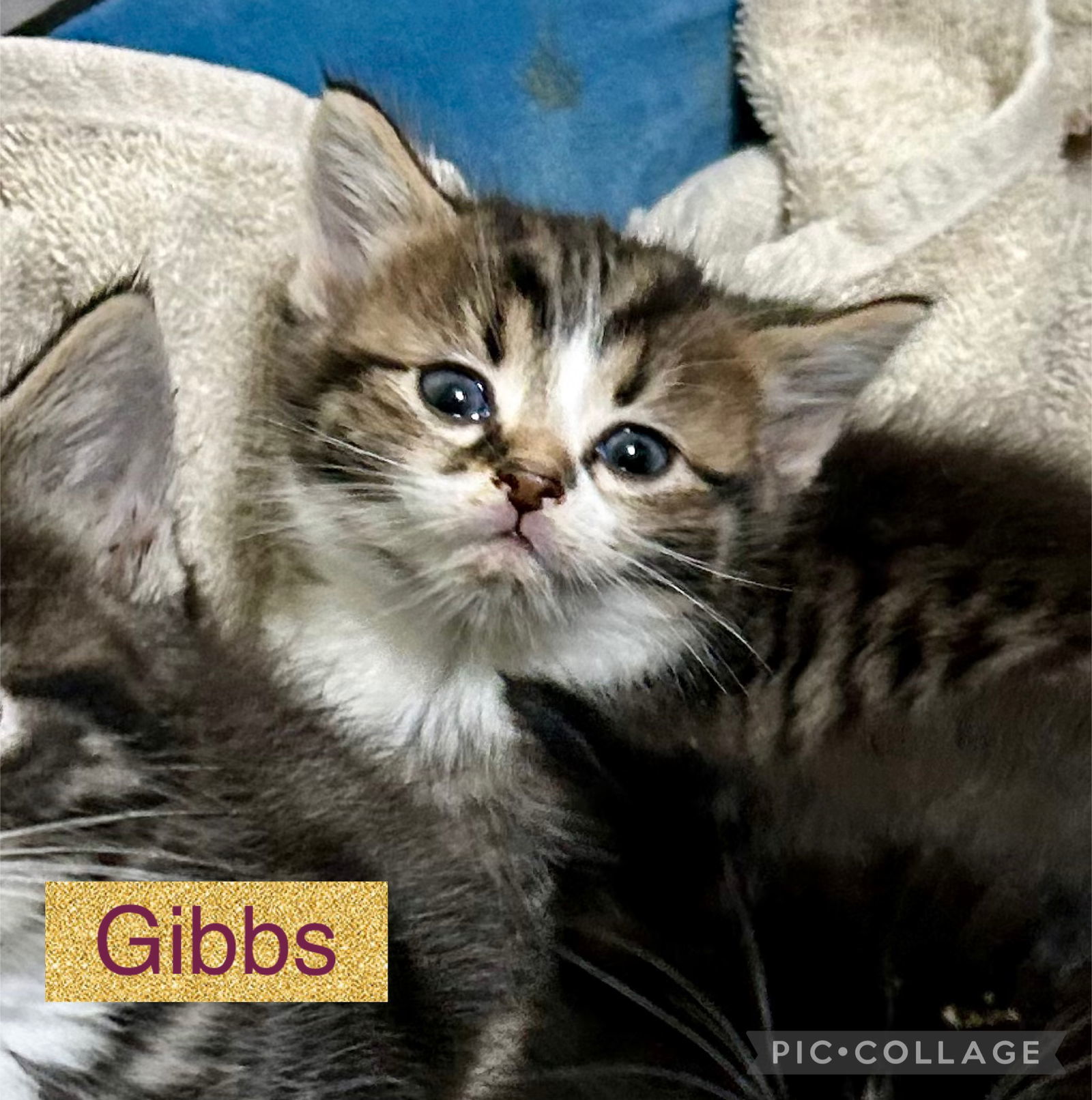 Gibbs (kk)