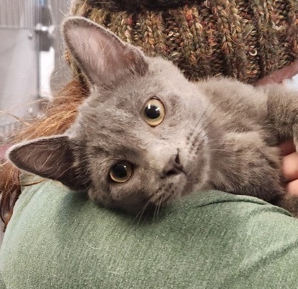 Willow_Mojito, an adoptable Domestic Short Hair in Crandon, WI, 54520 | Photo Image 1