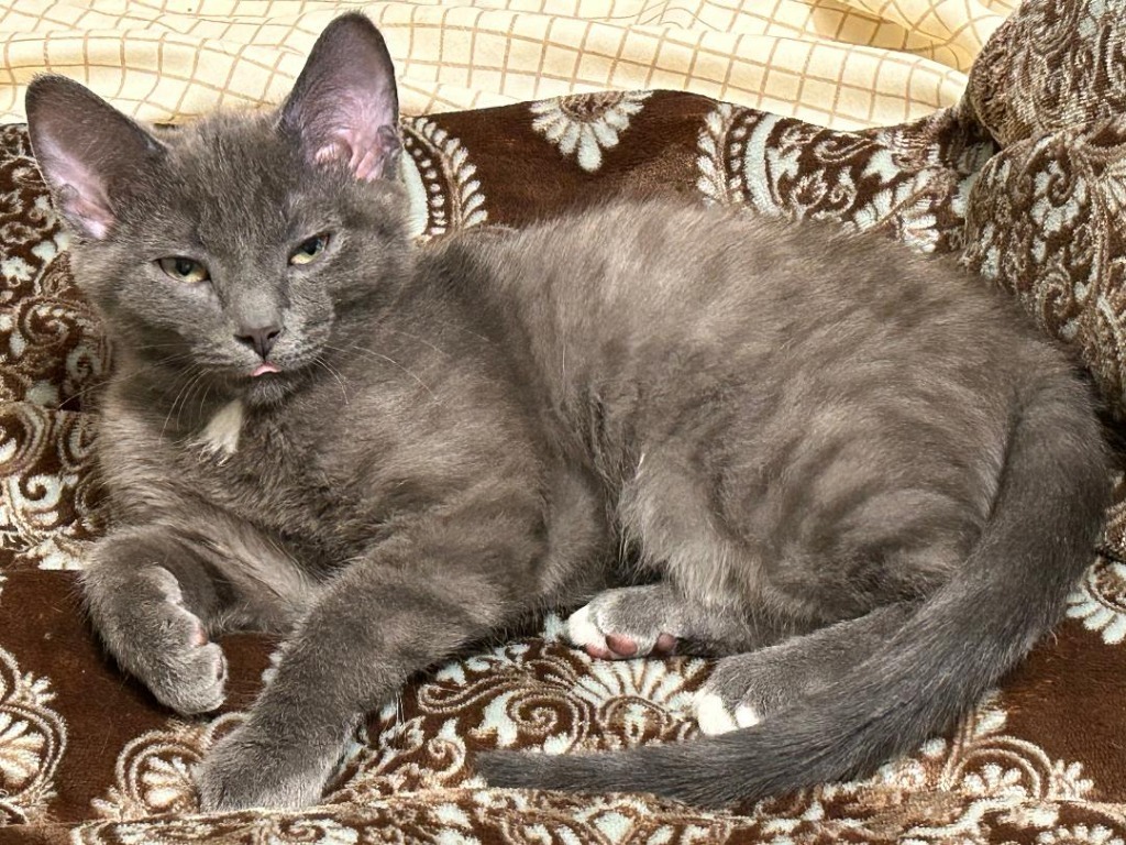 Willow_Mojito, an adoptable Domestic Short Hair in Crandon, WI, 54520 | Photo Image 2