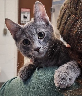 Willow_Daiquiri, an adoptable Domestic Short Hair in Crandon, WI, 54520 | Photo Image 1