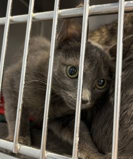 Symphony, an adoptable Domestic Short Hair in Kingman, AZ, 86401 | Photo Image 1