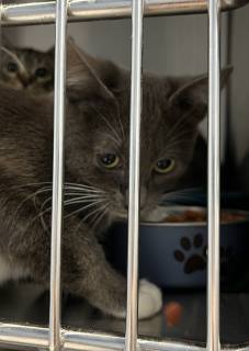 Purr, an adoptable Domestic Short Hair in Kingman, AZ, 86401 | Photo Image 1