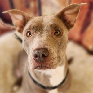 Spicy JuM, Adult Female Labrador Retriever
