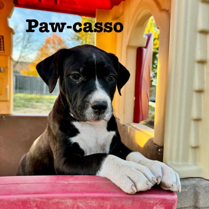 Paw-casso 3