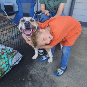 JoJo, Adult Male Mixed Breed