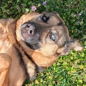 Harley, Adult Female German Shepherd Dog