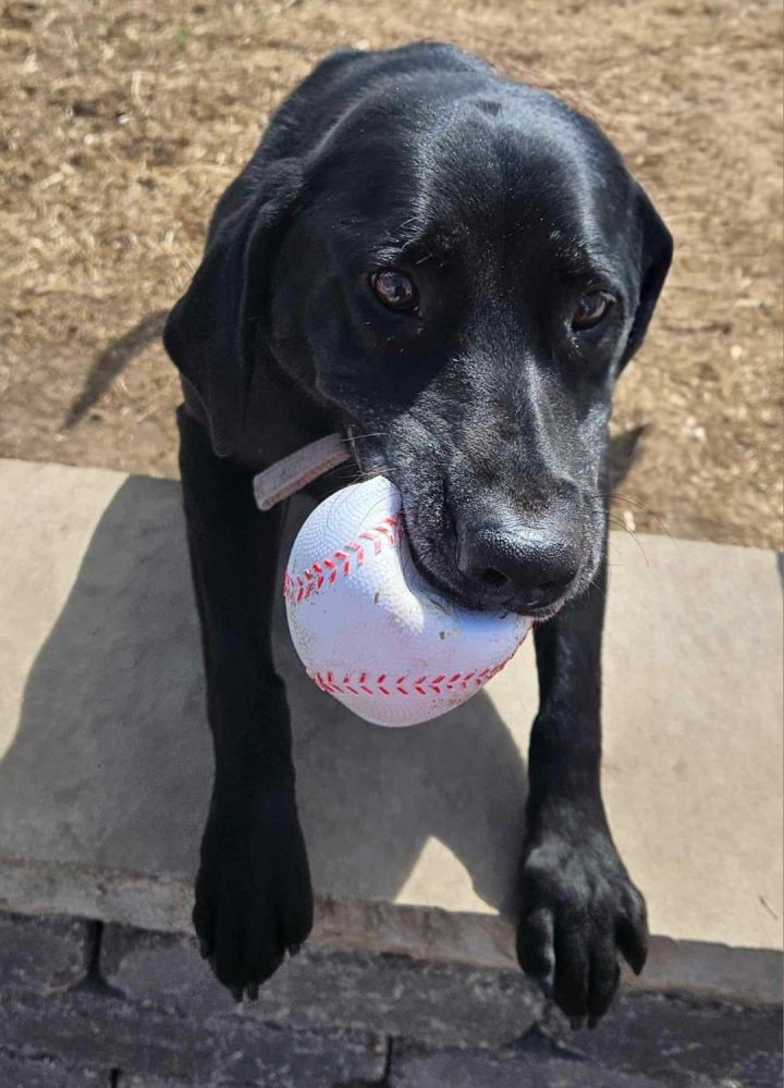 Frankie 6