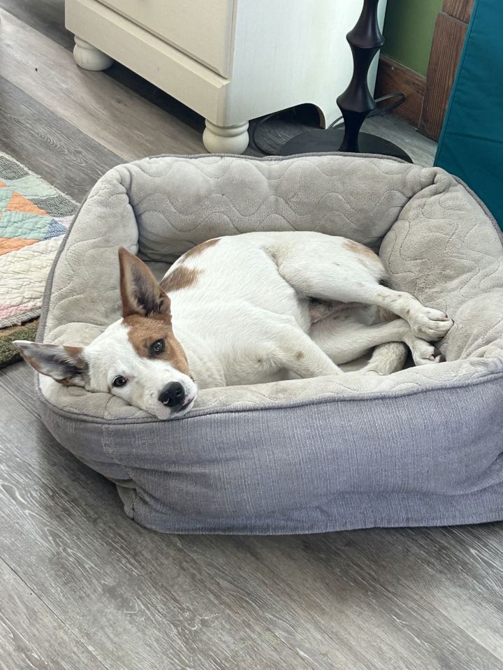 Roscoe 1