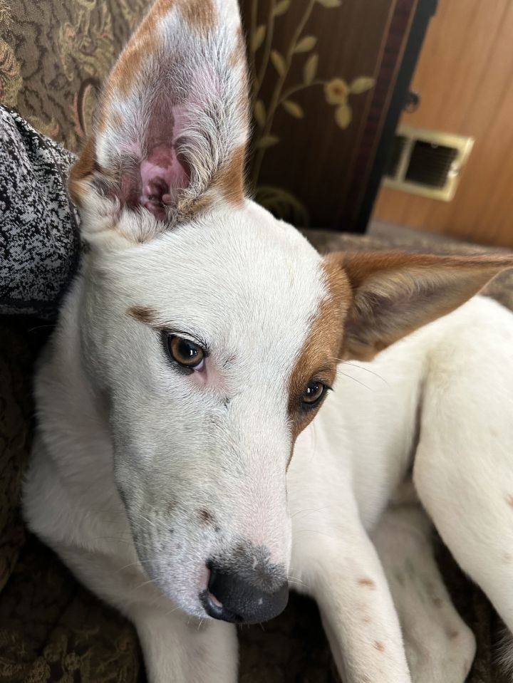 Roscoe 2