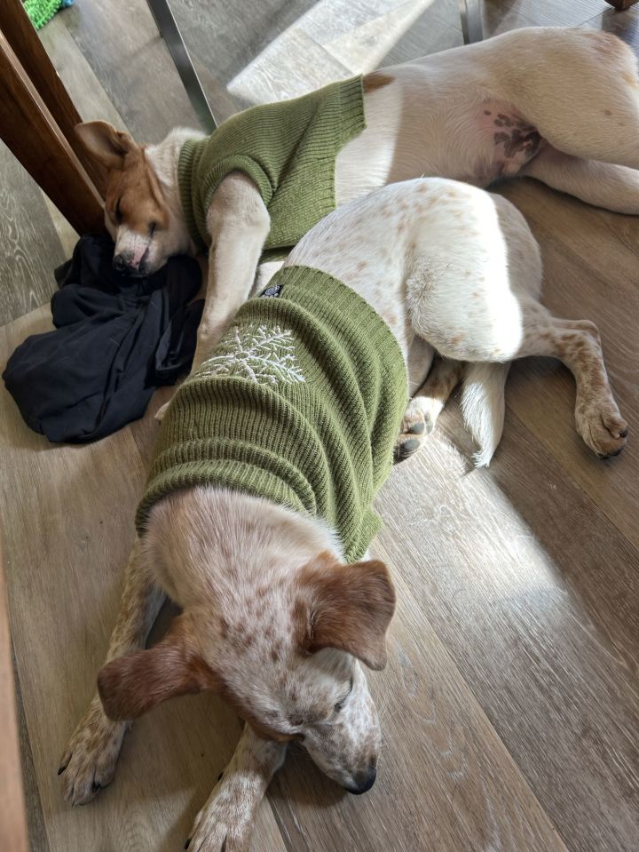 Roscoe 3