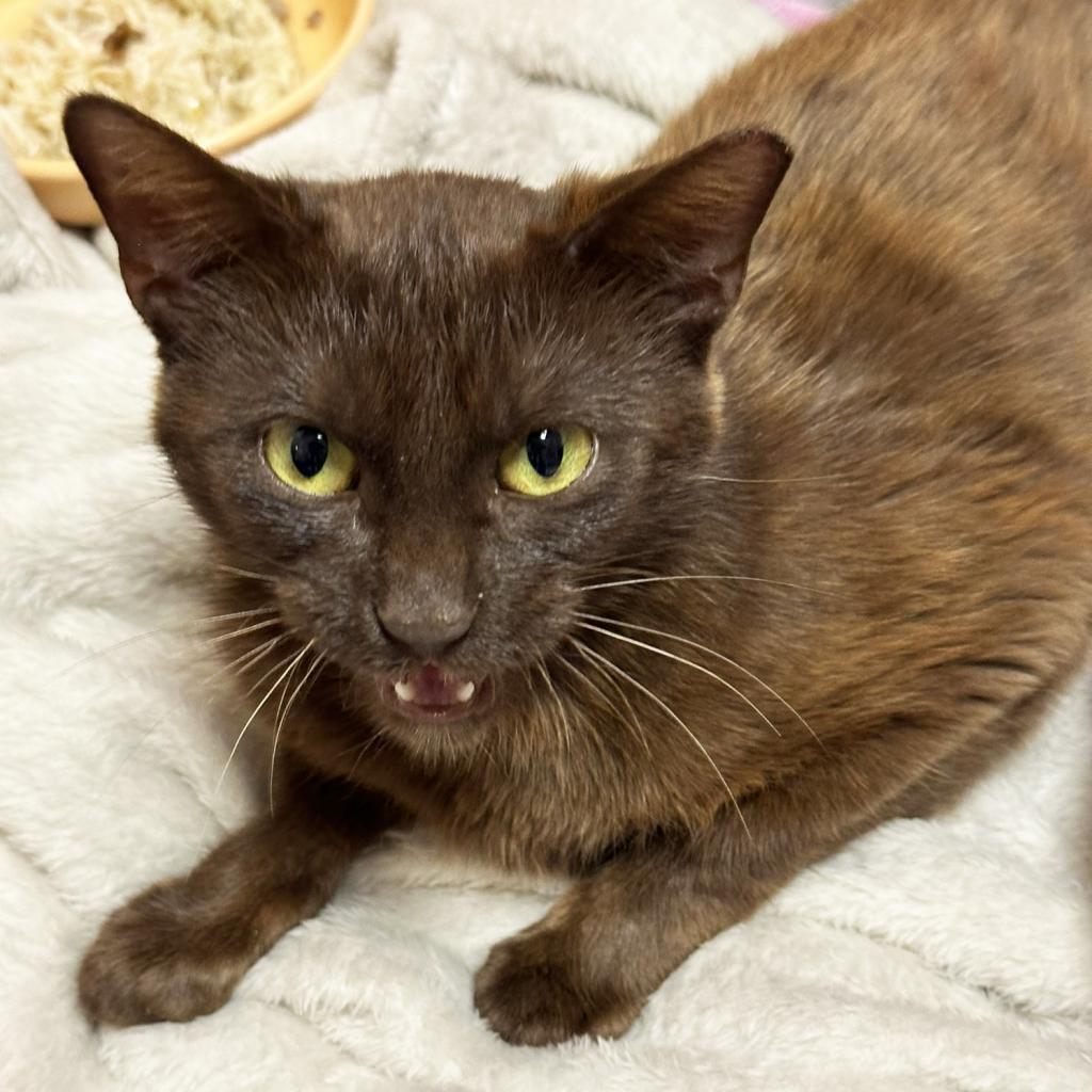 Savannah, an adoptable Domestic Short Hair, Havana in Mount Juliet, TN, 37122 | Photo Image 1