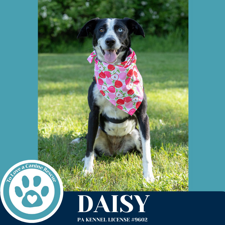 Daisy 111624