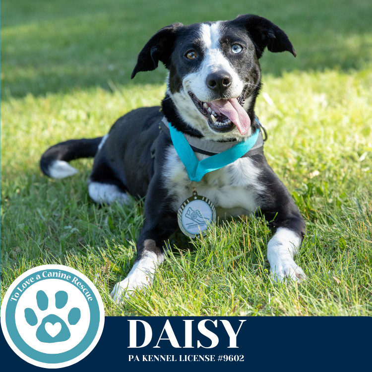 Daisy 111624