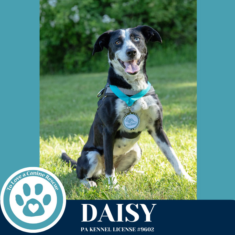 Daisy 111624