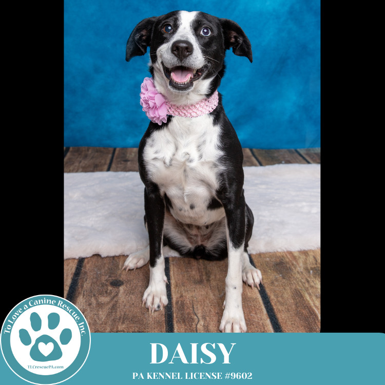 Daisy 111624