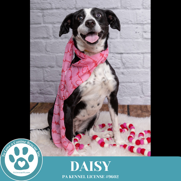 Daisy 111624