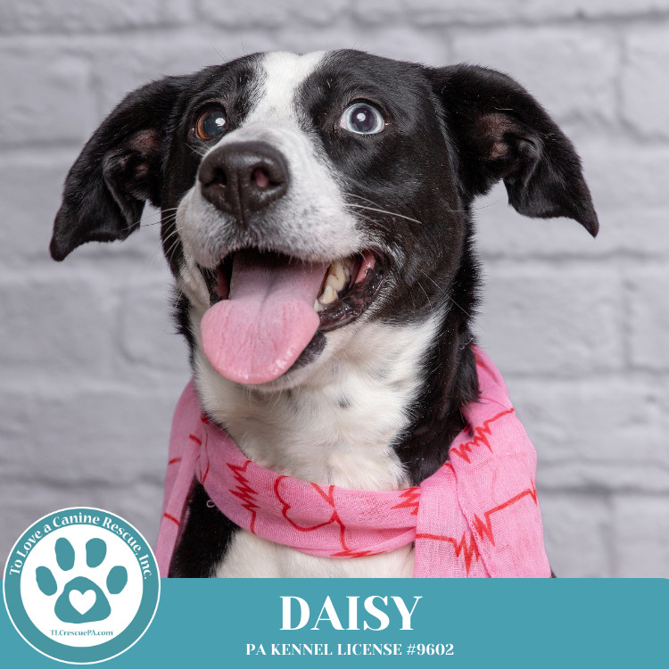 Daisy 111624