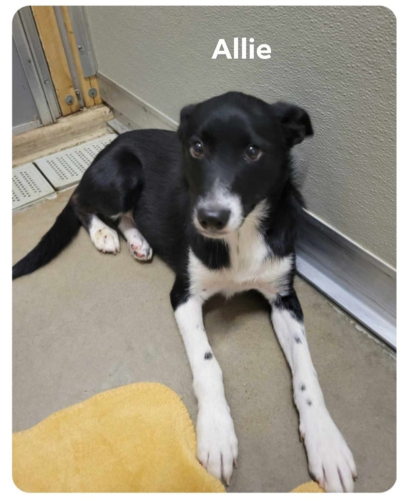 Allie, an adoptable Border Collie, Basenji in Bartlesville, OK, 74006 | Photo Image 1
