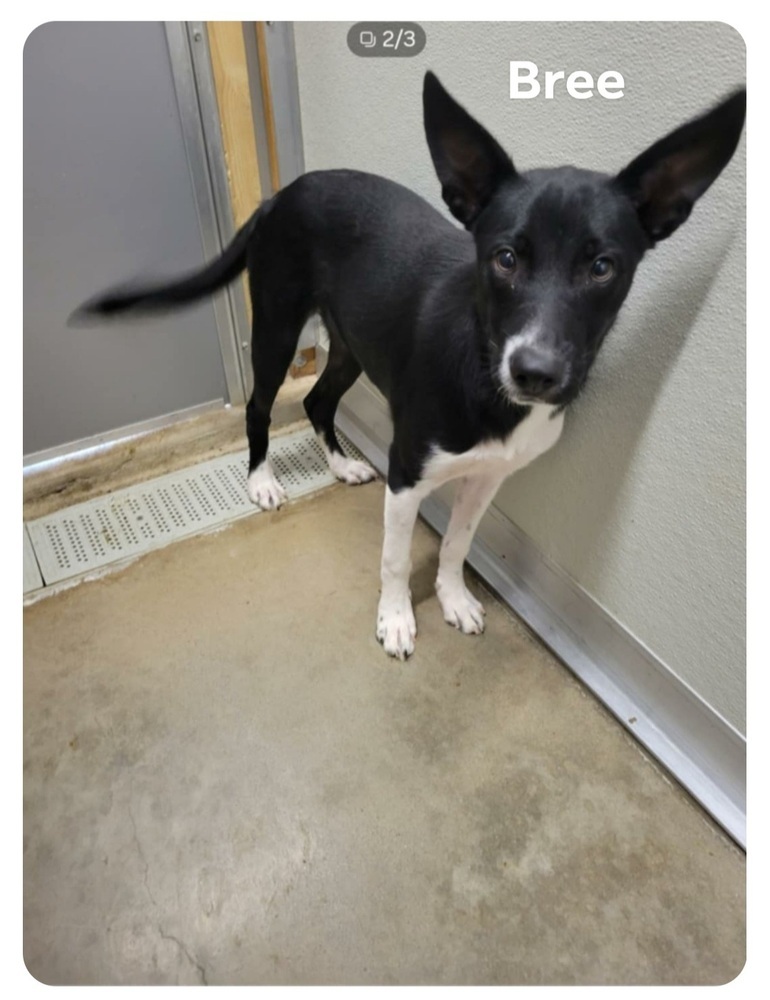 Bree, an adoptable Border Collie, Basenji in Bartlesville, OK, 74006 | Photo Image 1