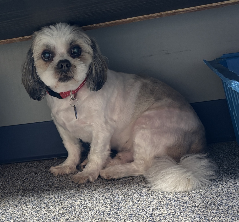 Gizmo