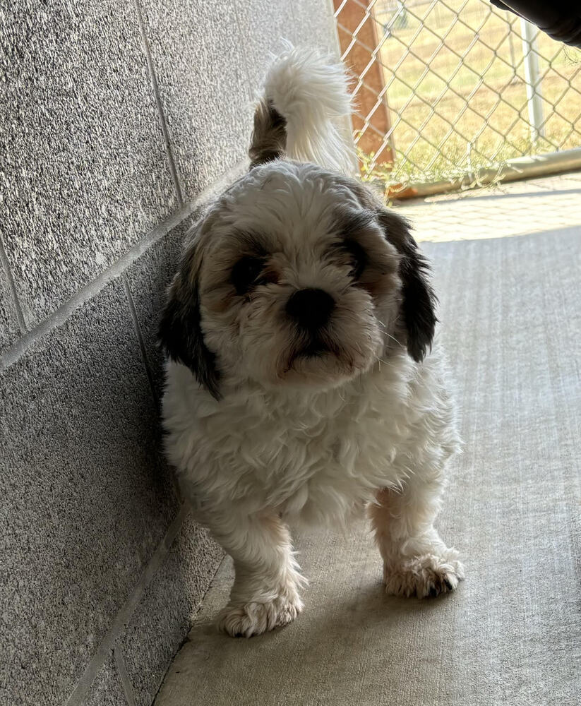 Gizmo