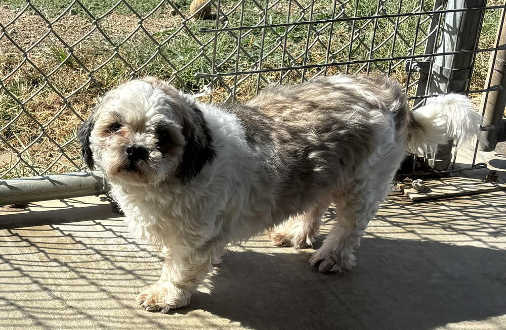 Gizmo